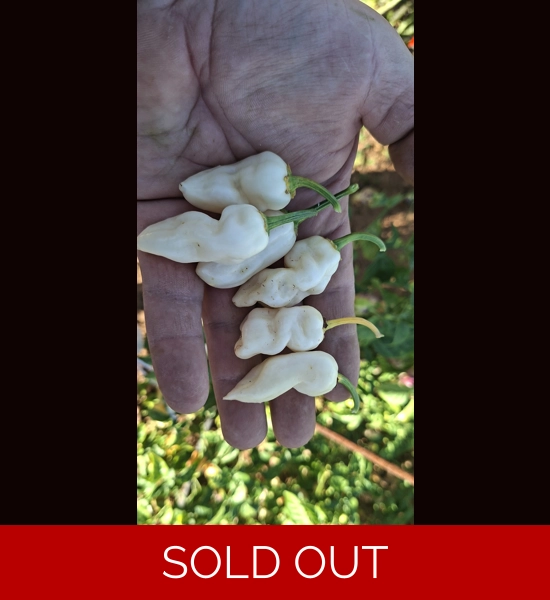 CGN21500 7POT B. x FADDAS WHITE (f6) -> (f7) white  (10+seeds)